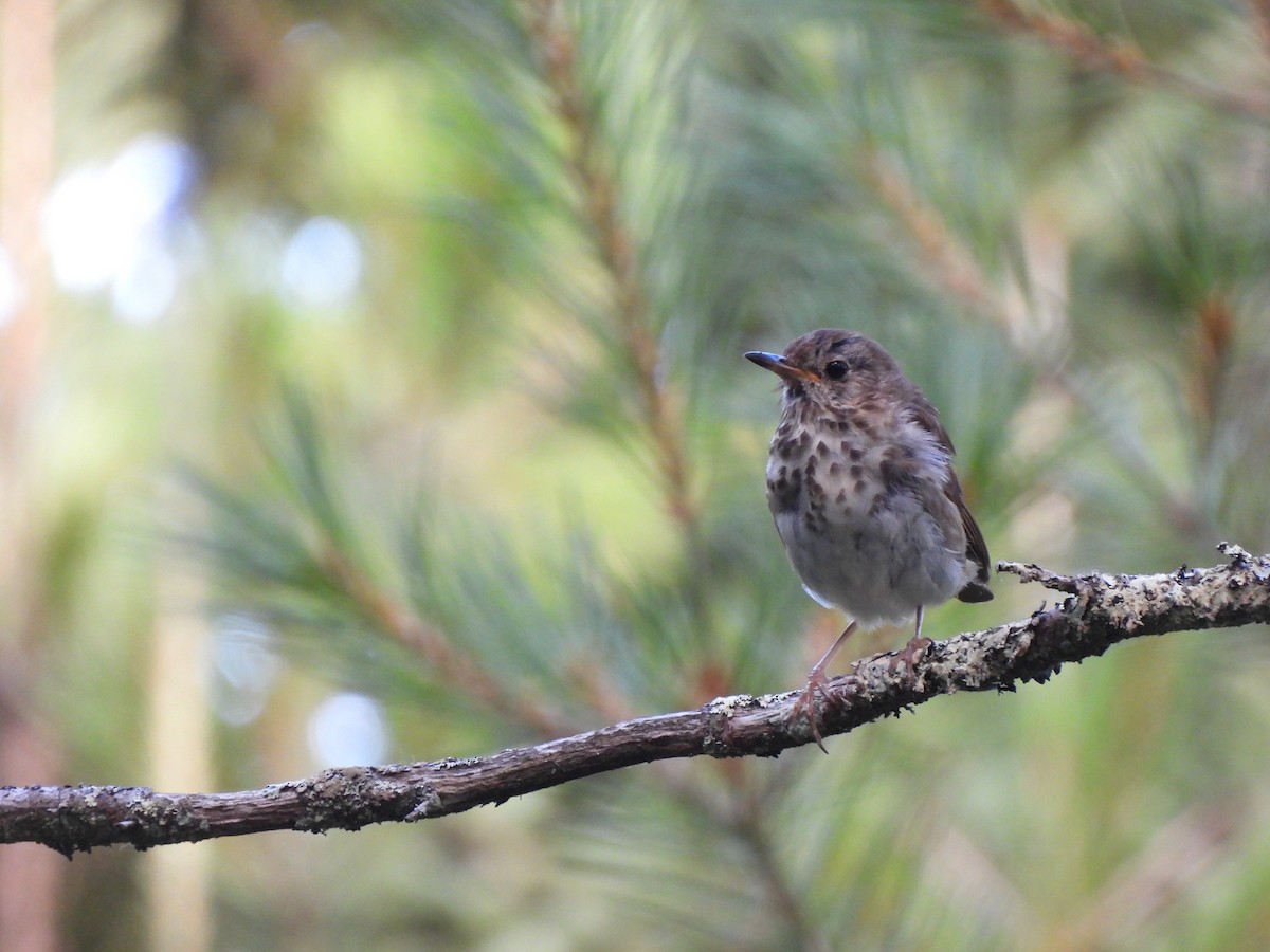 Hermit Thrush - ML476137301