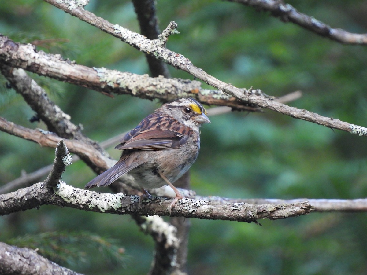 White-throated Sparrow - ML476137361