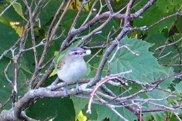 Red-eyed Vireo - ML476137931