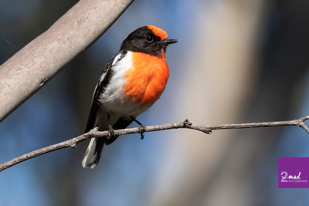 Red-capped Robin - Ákos  Lumnitzer