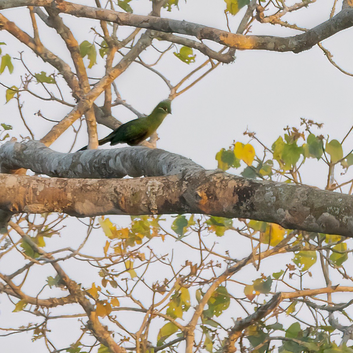 Black-billed Turaco - ML476139441