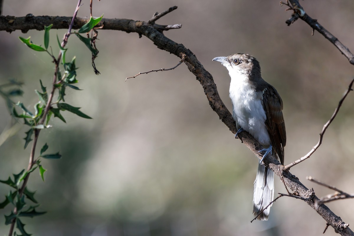 Yellow-billed Cuckoo - ML476139971