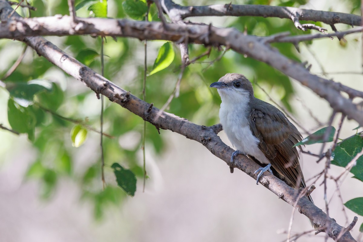 Yellow-billed Cuckoo - ML476139981