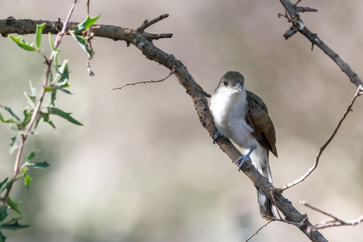 Yellow-billed Cuckoo - ML476139991