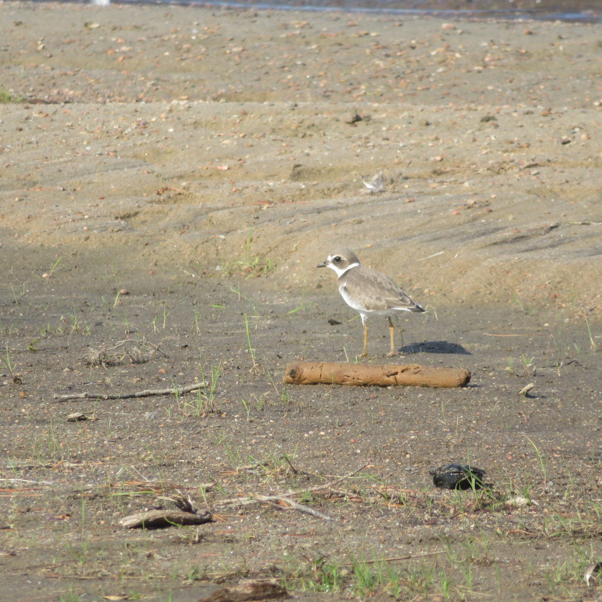 Semipalmated Plover - ML476140291