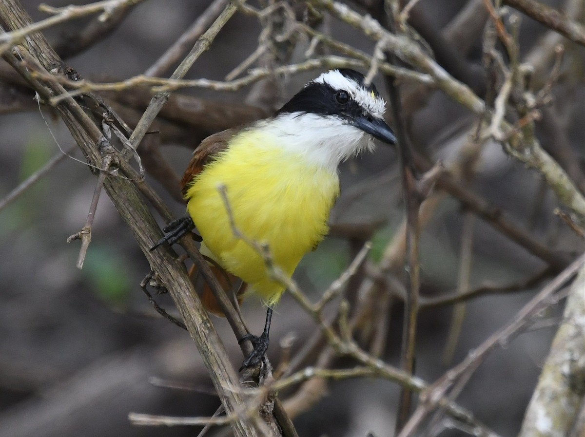 Great Kiskadee - ML47614141