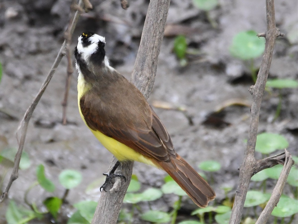 Great Kiskadee - ML47614161