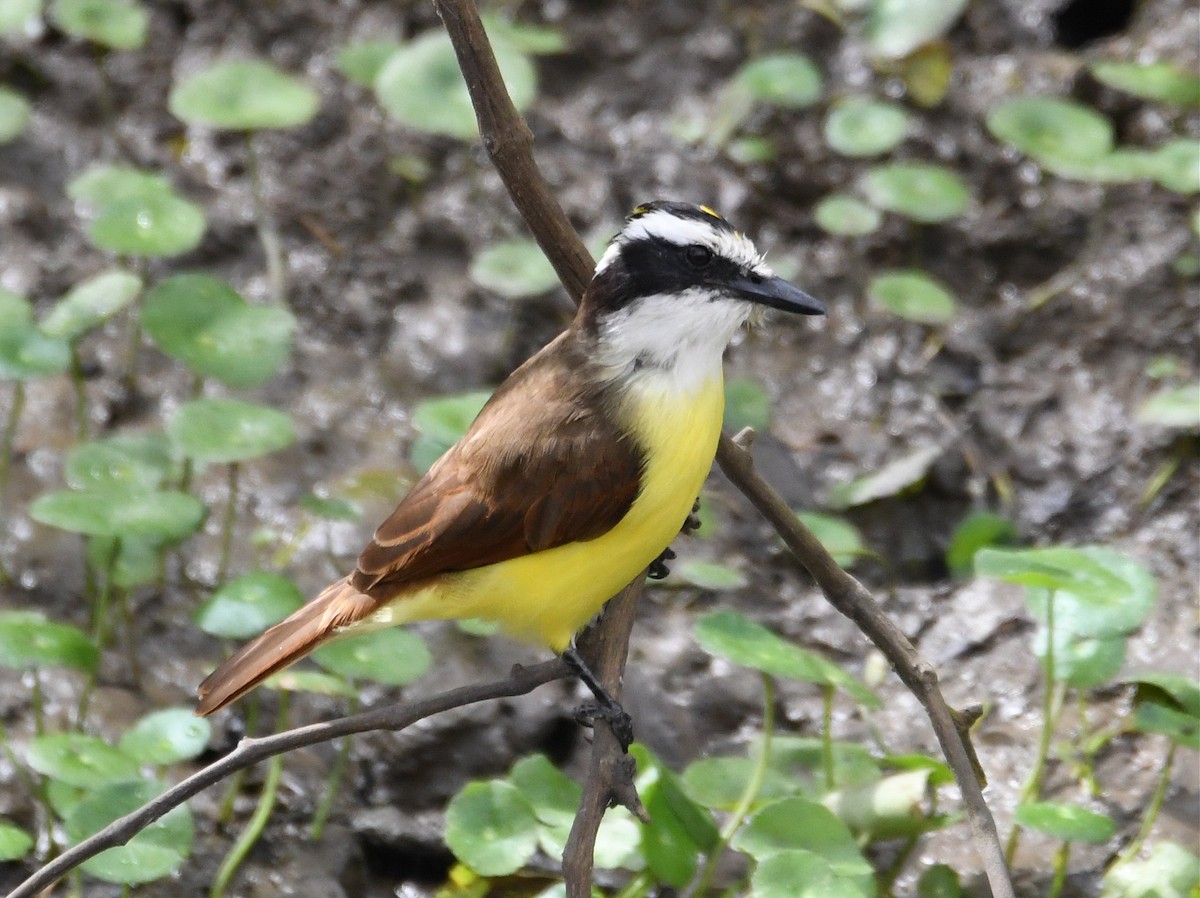 Great Kiskadee - ML47614171