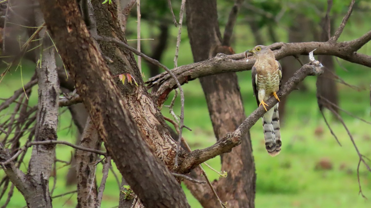 Common Hawk-Cuckoo - Rajiv R