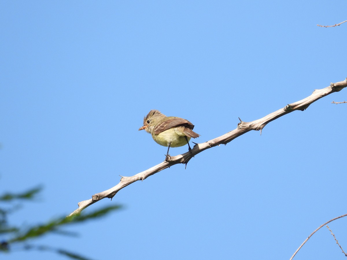 Northern Beardless-Tyrannulet - ML476143711