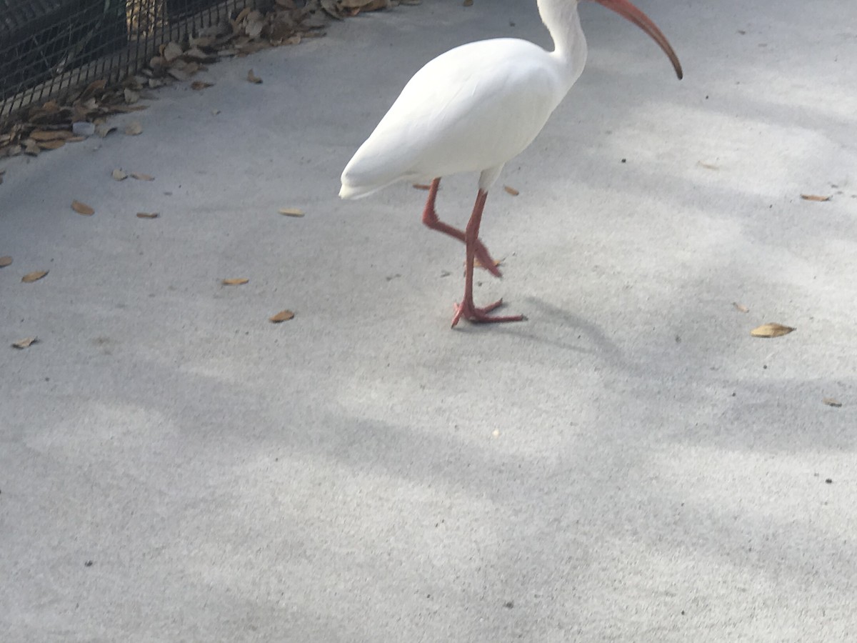 White Ibis - ML476144701