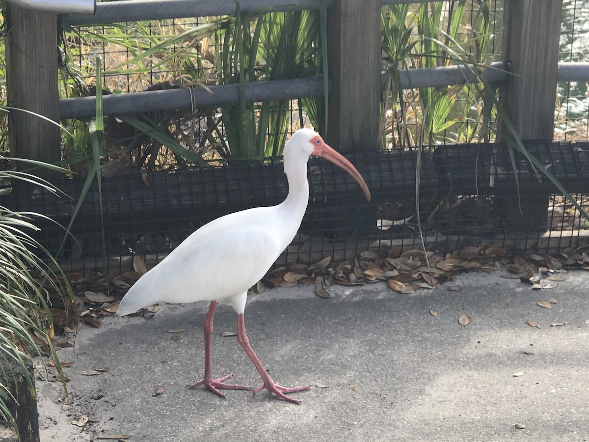 White Ibis - ML476144711