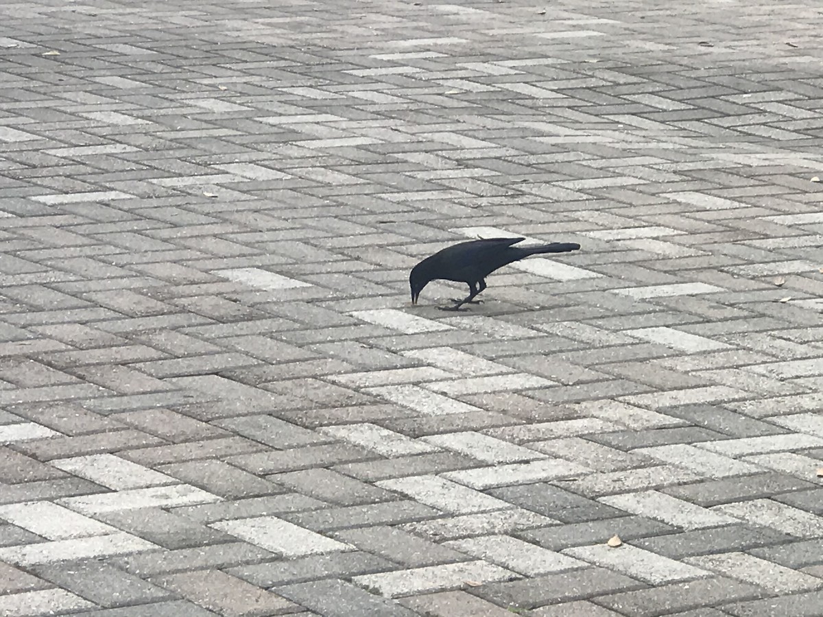 blackbird sp. - ML476144951