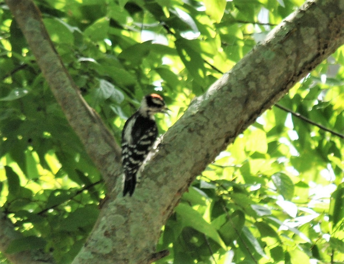 Hairy Woodpecker - ML476145461
