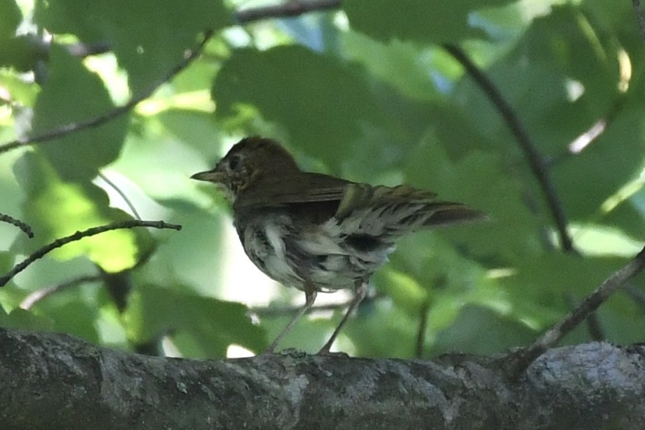 Wood Thrush - ML476145671