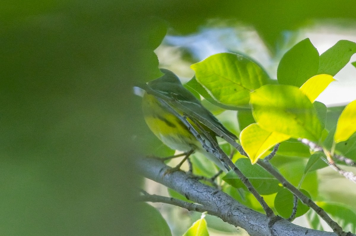 Magnolia Warbler - ML476148501