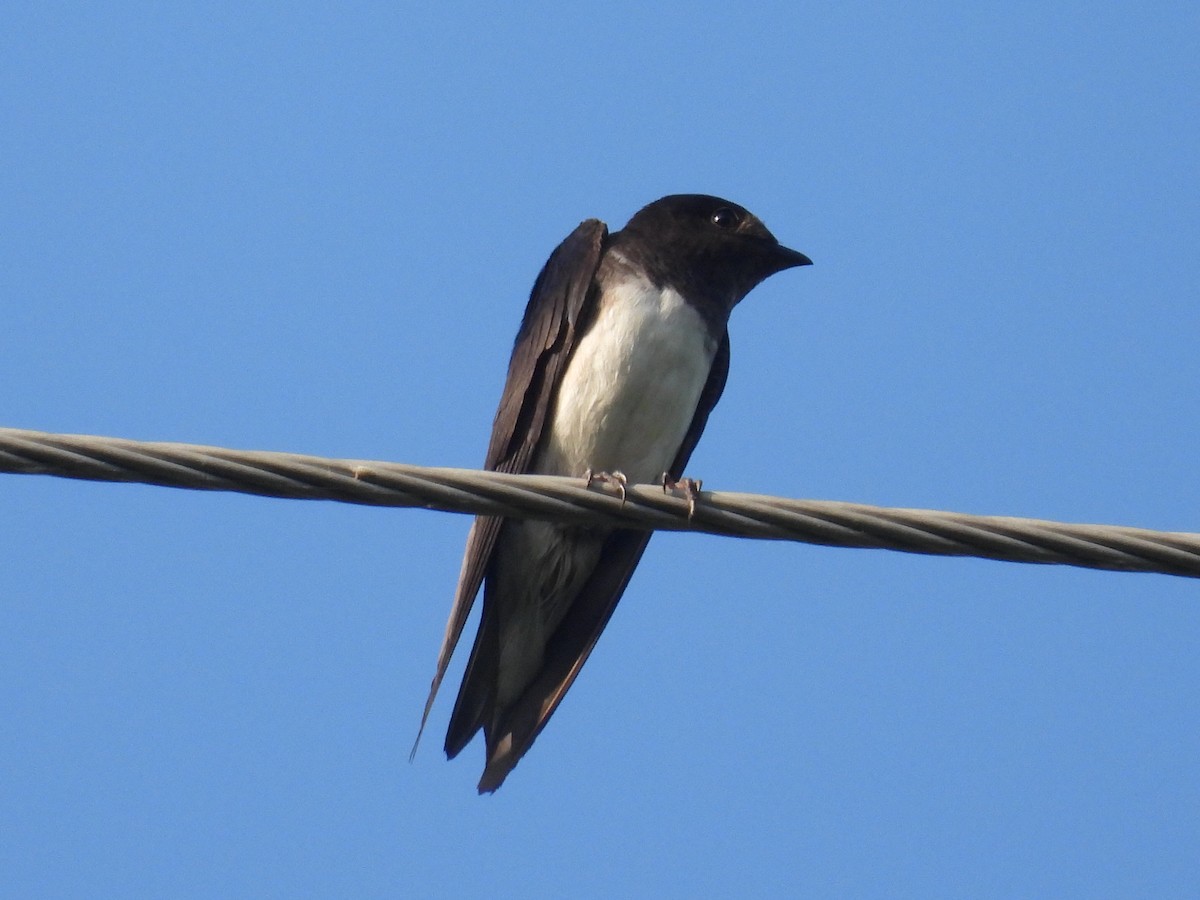 Golondrina Sinaloense - ML476148971