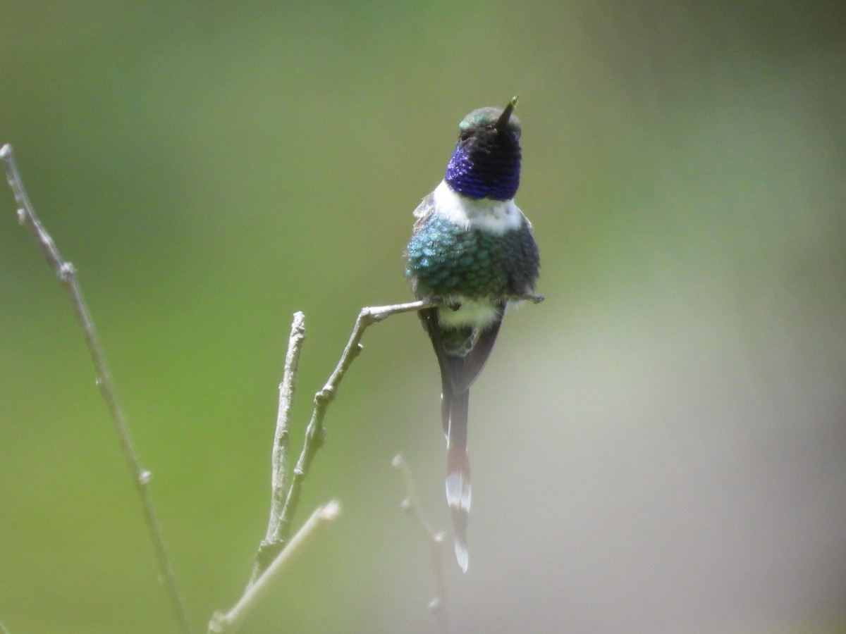 Sparkling-tailed Hummingbird - ML476149491