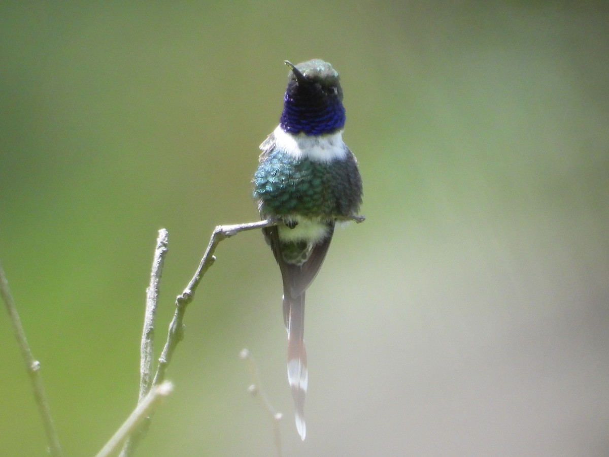 Sparkling-tailed Hummingbird - ML476149531