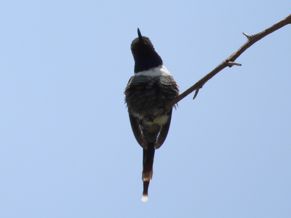Sparkling-tailed Hummingbird - ML476149731