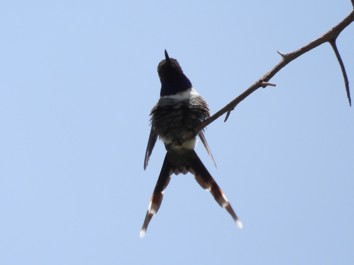 Sparkling-tailed Hummingbird - ML476149751