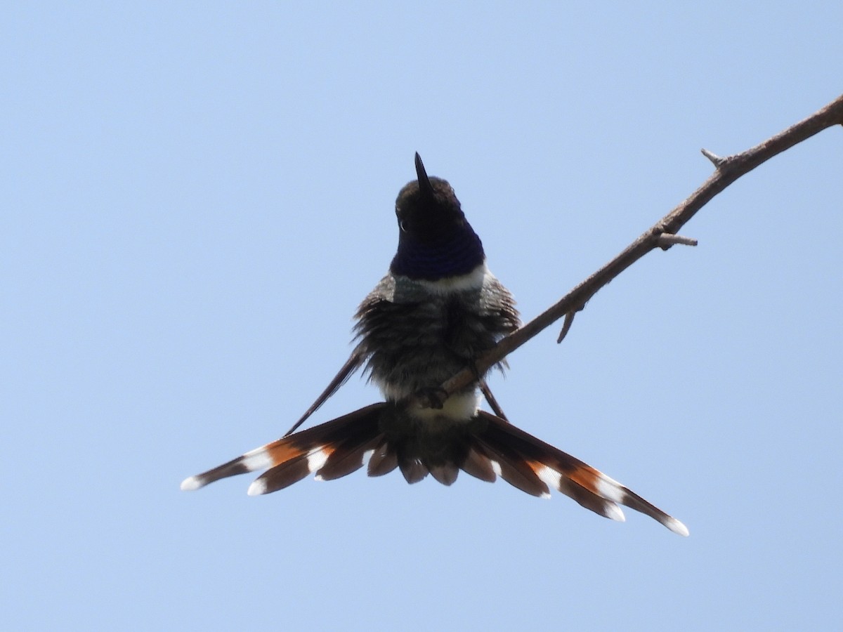Sparkling-tailed Hummingbird - ML476149821