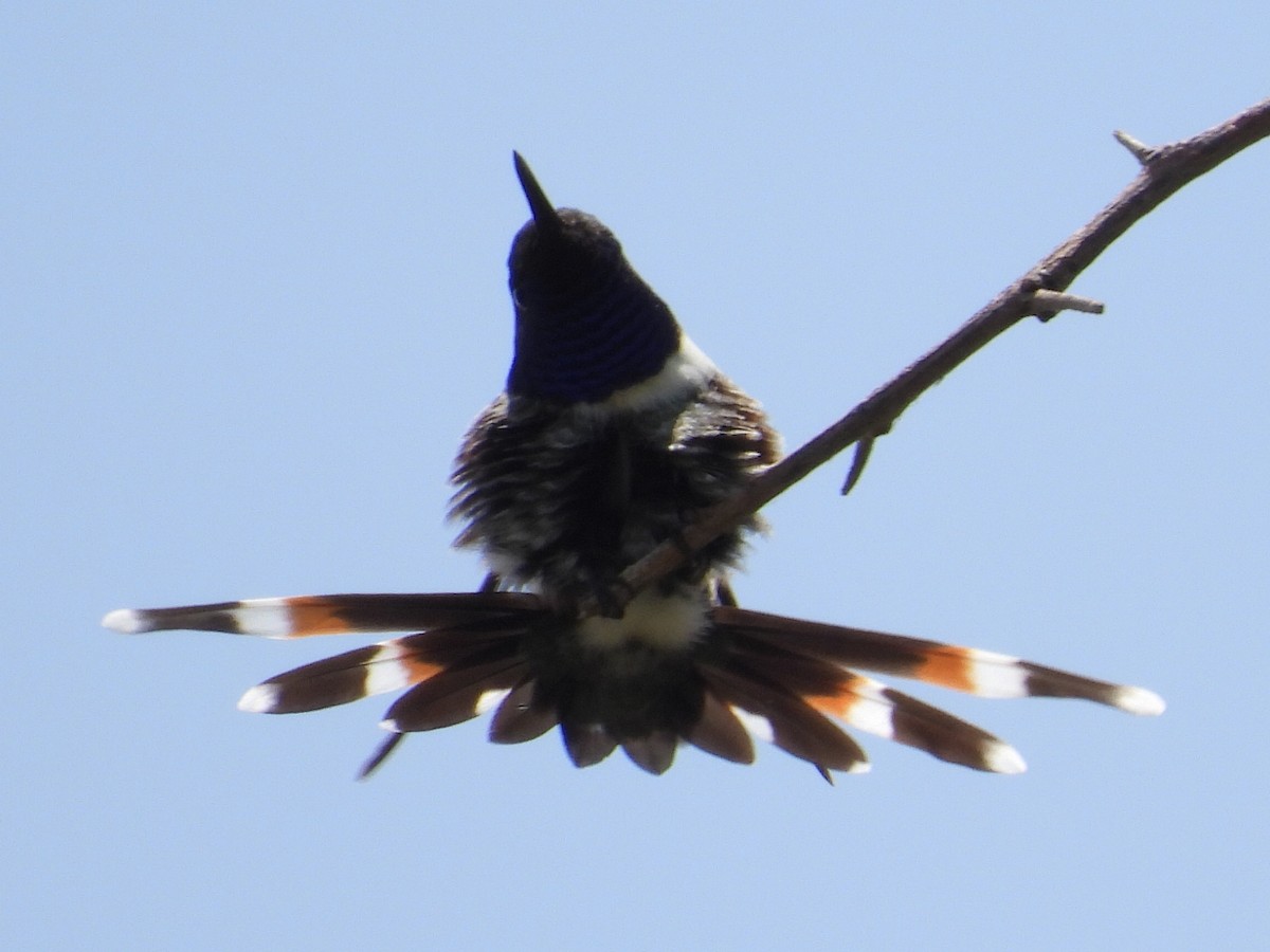Sparkling-tailed Hummingbird - ML476149921