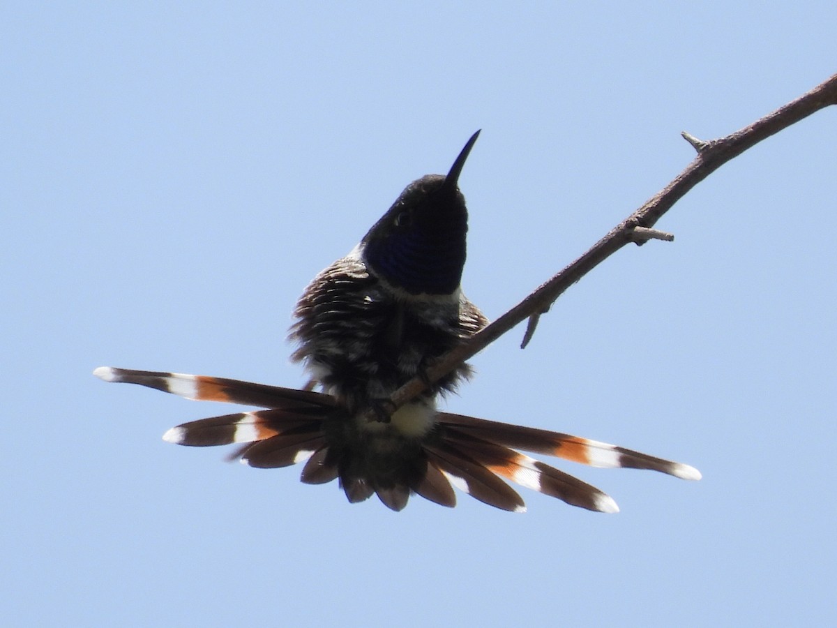 Sparkling-tailed Hummingbird - ML476149951