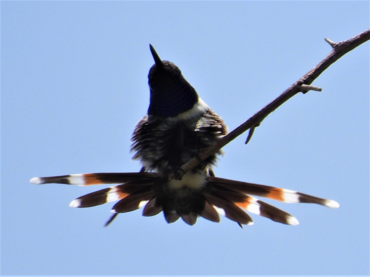 Sparkling-tailed Hummingbird - ML476149961