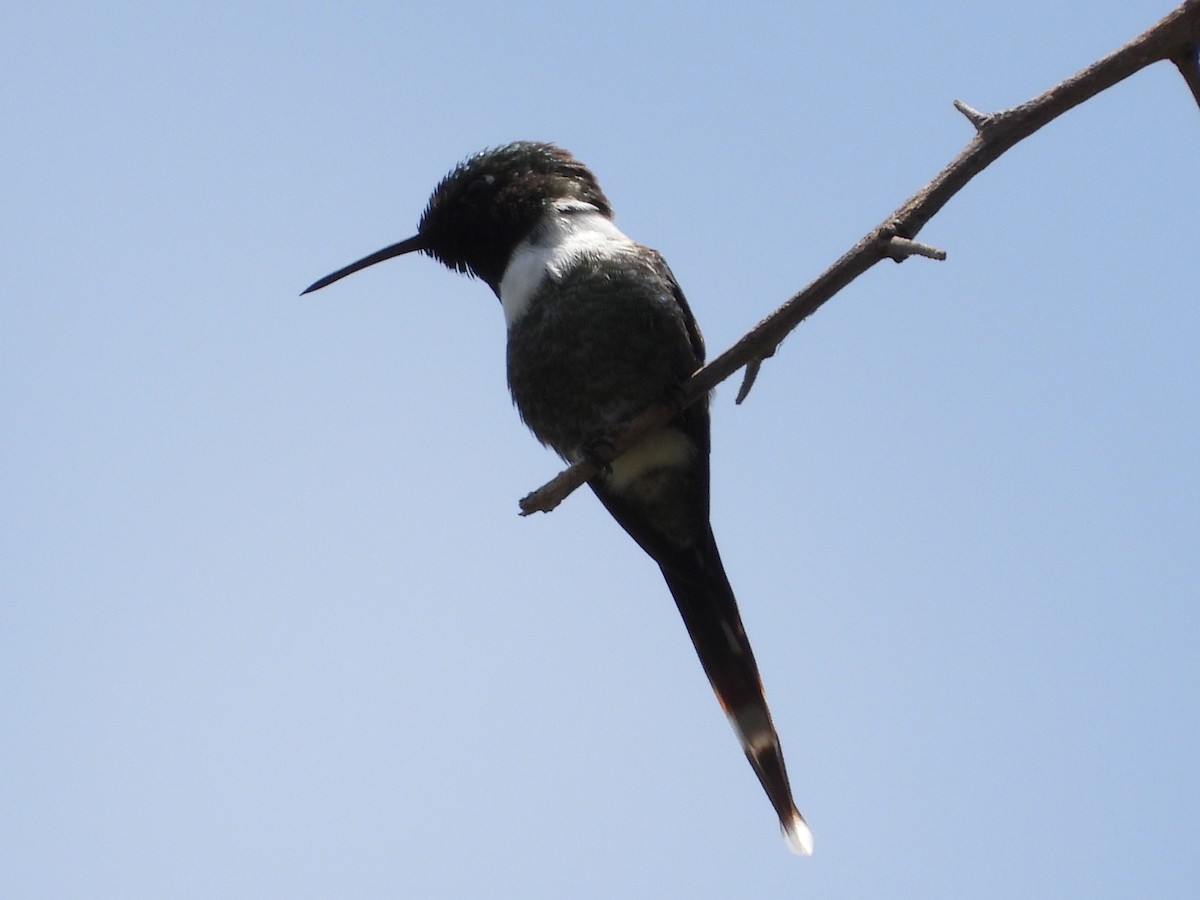Sparkling-tailed Hummingbird - ML476150011