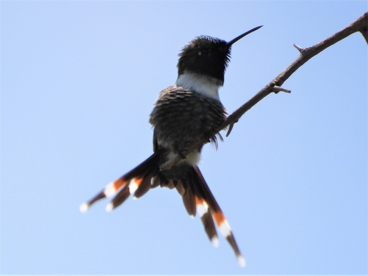 Sparkling-tailed Hummingbird - ML476150071