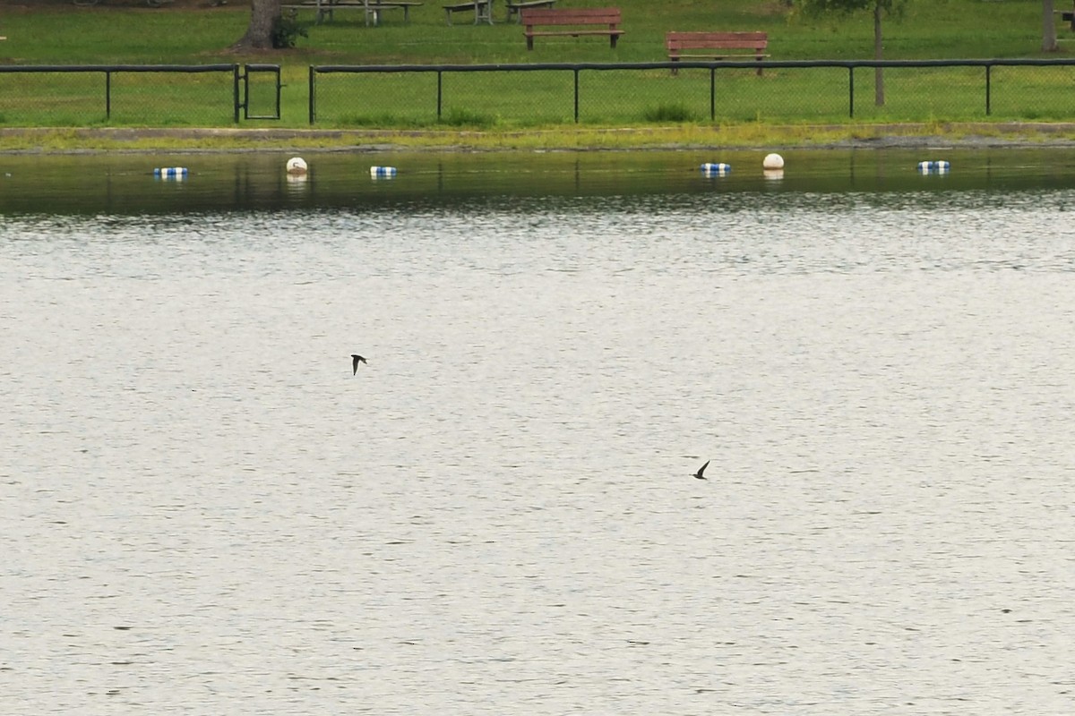 Barn Swallow - ML476150981