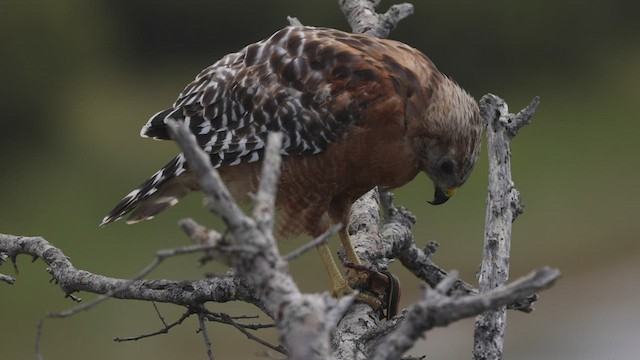 Red-shouldered Hawk (elegans) - ML476151851