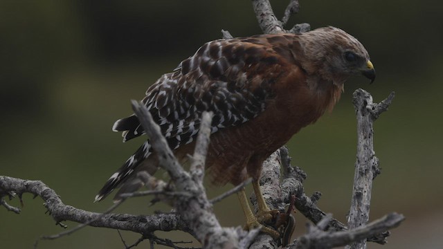 Red-shouldered Hawk (elegans) - ML476151881