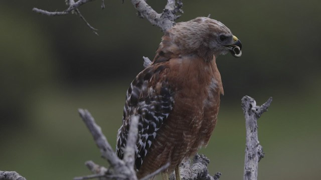 Red-shouldered Hawk (elegans) - ML476152101