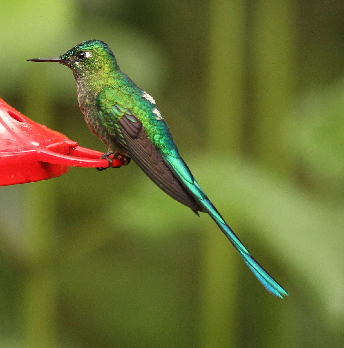 Long-tailed Sylph - ML47615301