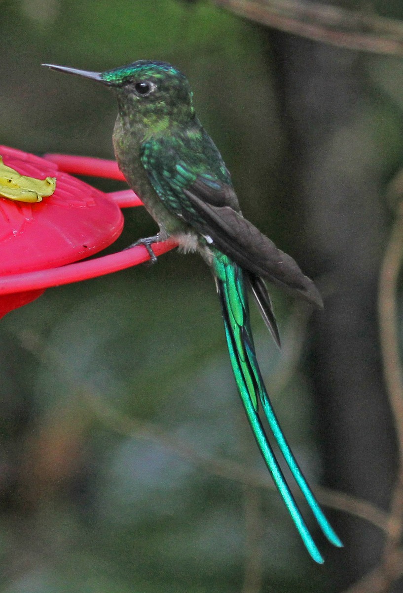 Long-tailed Sylph - ML47615311