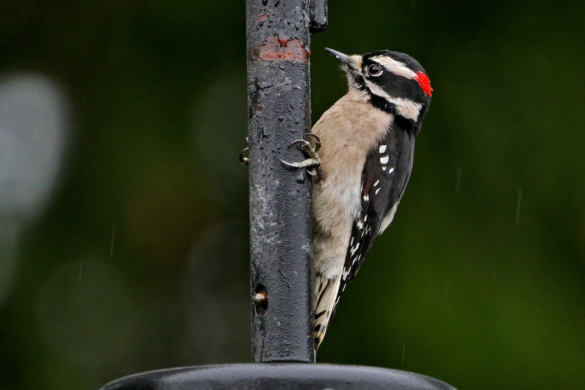 Downy Woodpecker (Pacific) - ML47615331