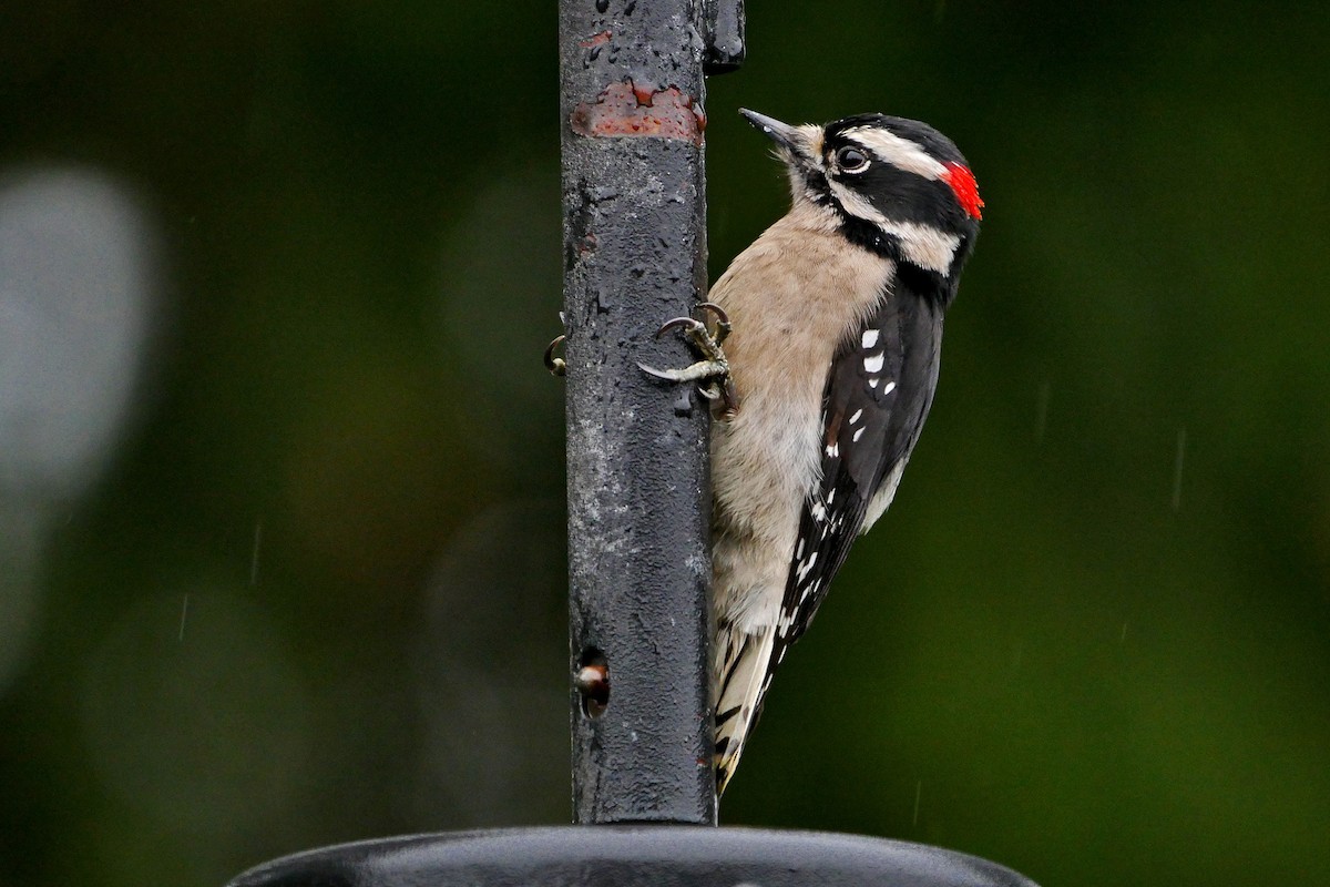 Downy Woodpecker (Pacific) - Grace Oliver