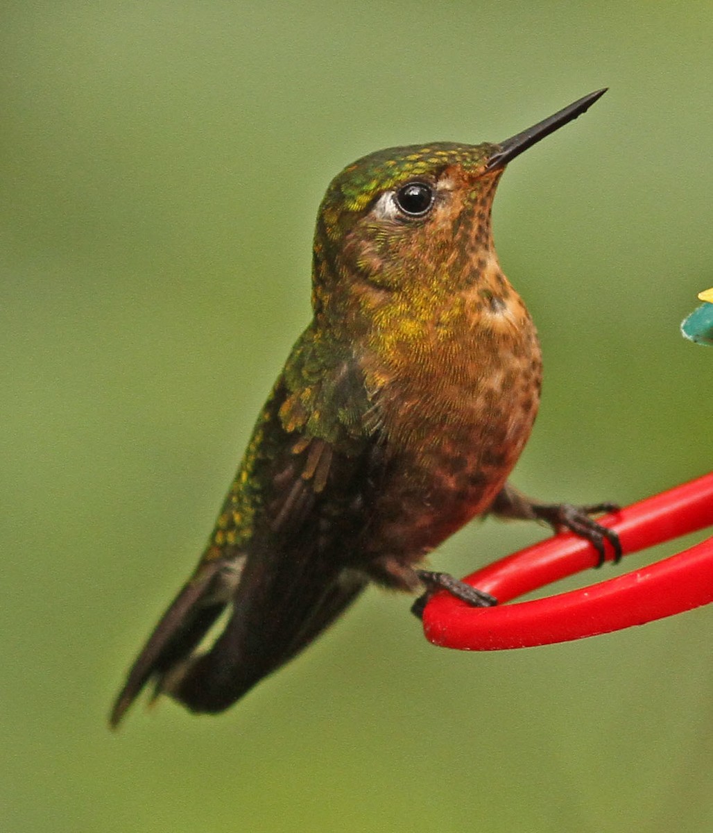 kolibřík dřišťálový - ML47615351