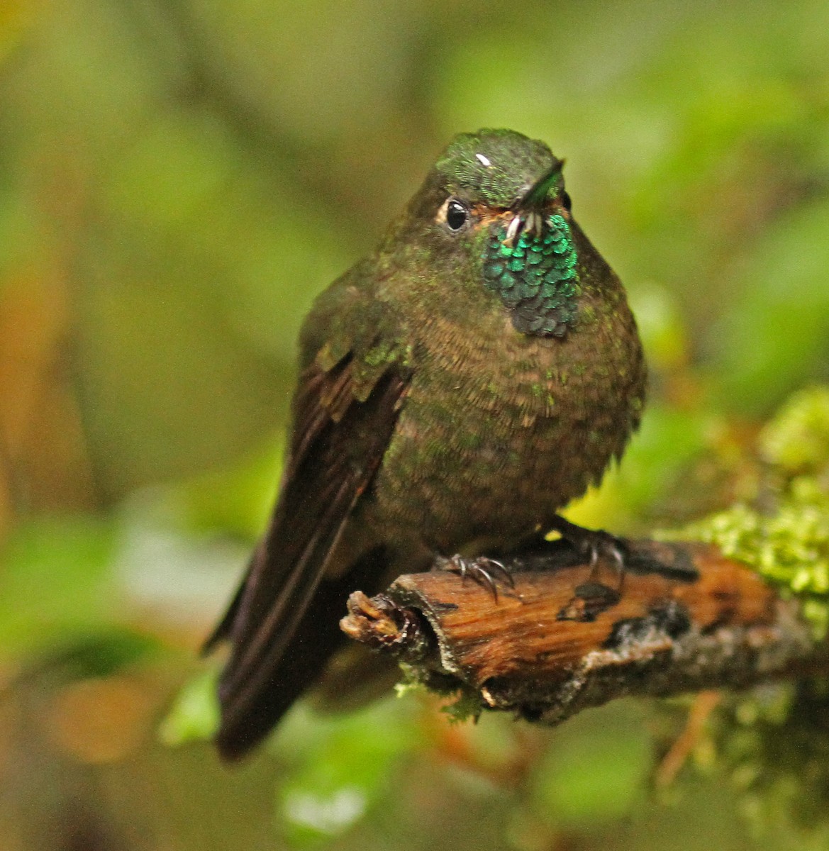 kolibřík dřišťálový - ML47615361