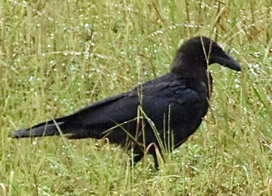 American Crow - ML476153611