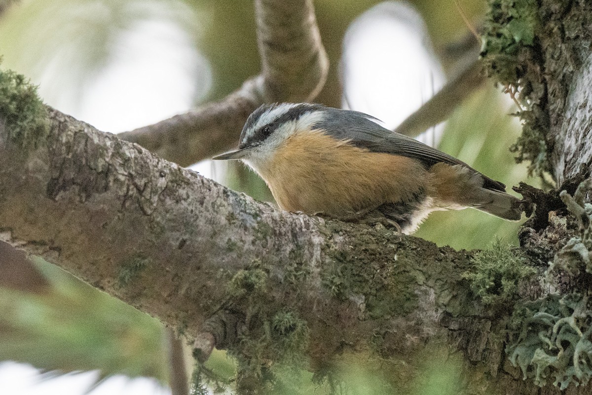 Red-breasted Nuthatch - ML476153621