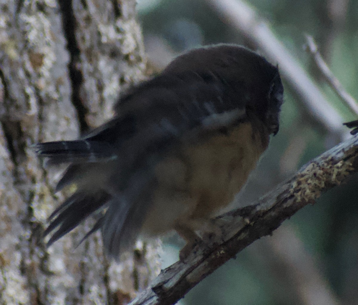Northern Saw-whet Owl - ML476153741