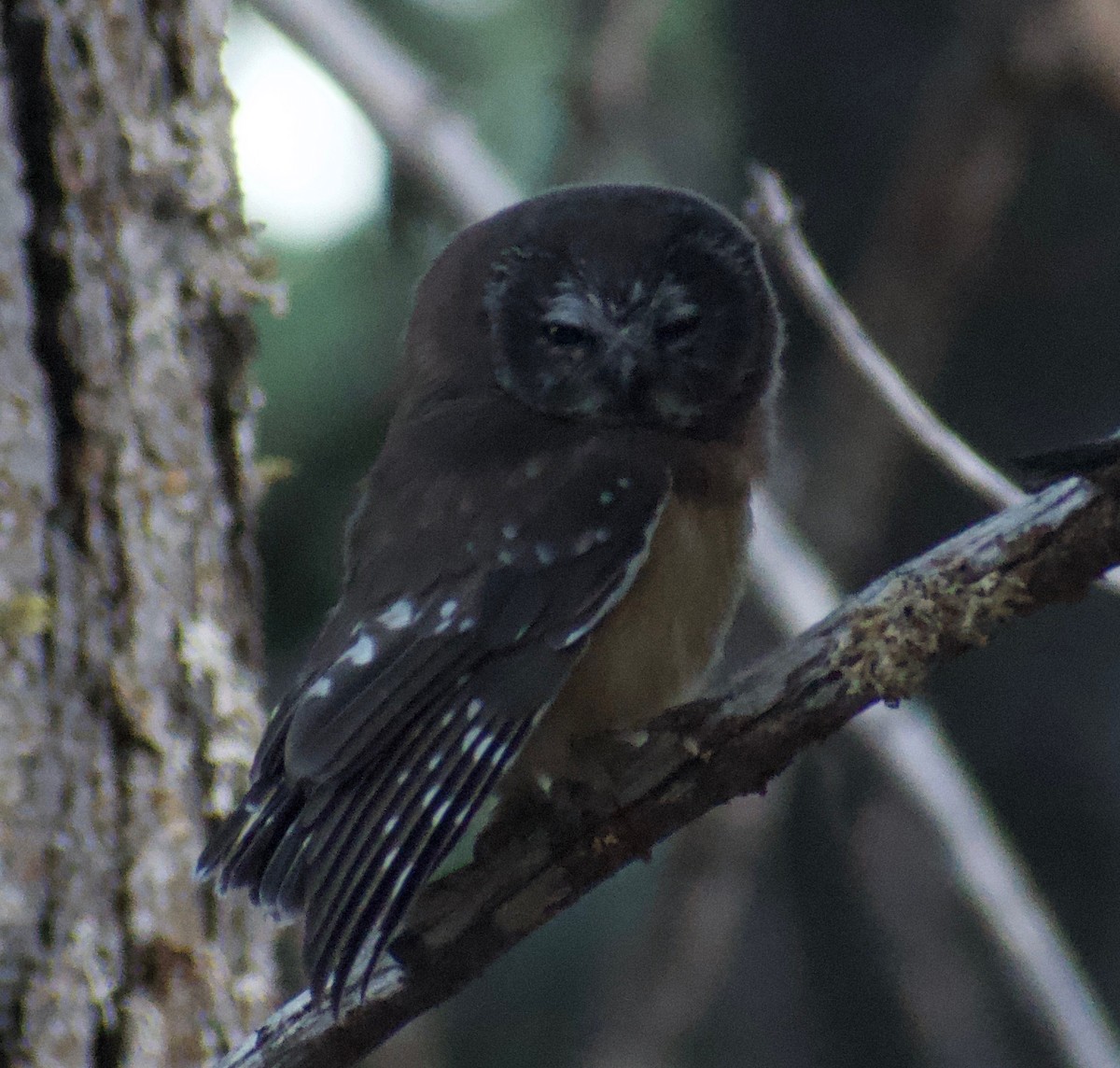 Northern Saw-whet Owl - ML476153751