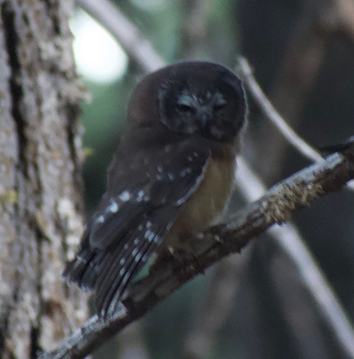 Northern Saw-whet Owl - ML476153761