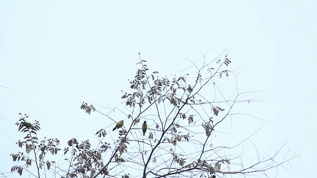 Bulbul cap-nègre - ML476154