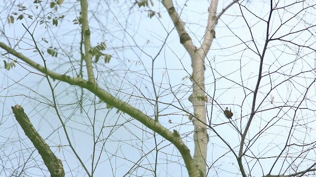 Scaly-breasted Bulbul - ML476155