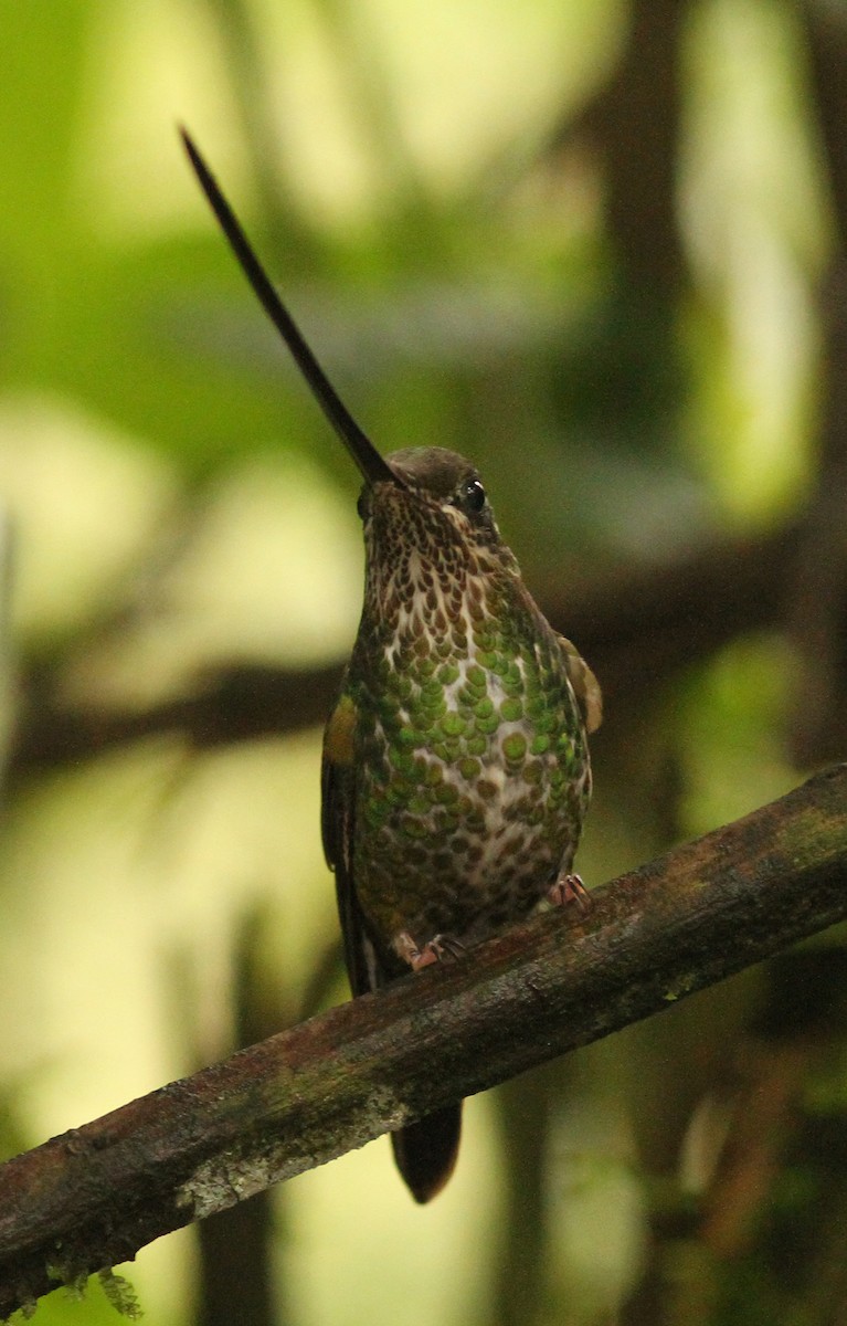 Sword-billed Hummingbird - ML47615531