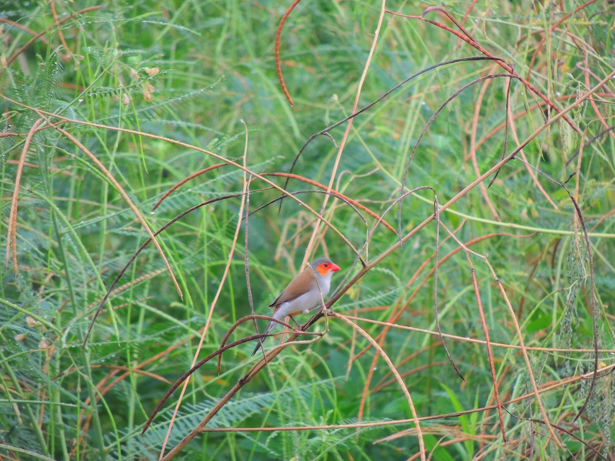 Orange-cheeked Waxbill - ML476155381